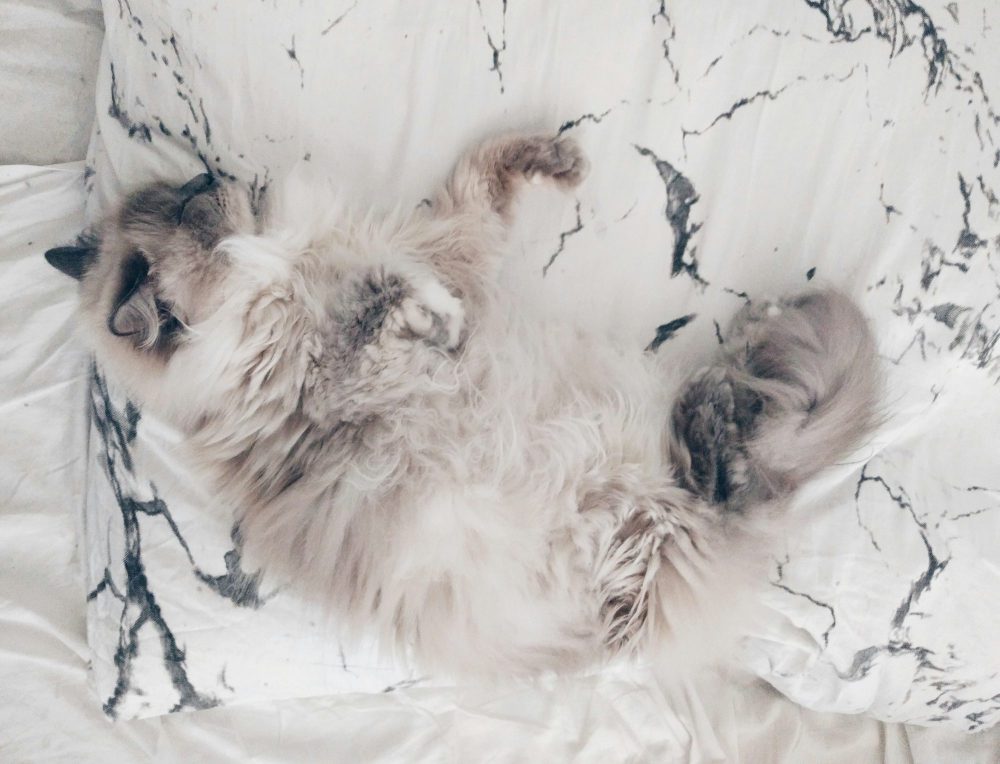 Katze